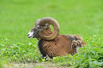 育碧确定《波斯王子：时之砂》重制版于2026年推出